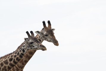 Giraffe is the tallest living terrestrial animal