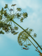 Umbrella grass hogweed and spider
