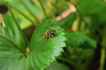 Wespe auf Blatt