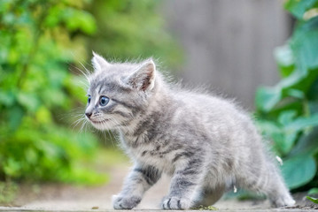 Naklejka na ściany i meble Adorable red tabby kitten portrait outdoors in summer