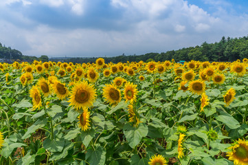 Fototapeta premium 山中湖村のひまわり畑