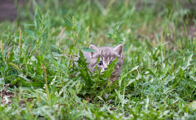 beautiful gray kitten hiding in the grass outdoors