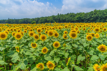 山中湖村のひまわり畑