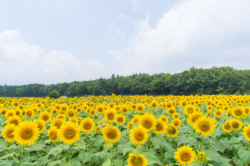 Obraz premium 山中湖村のひまわり畑