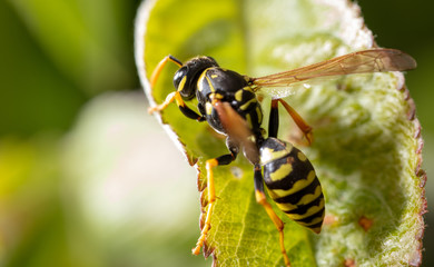 Closeup a bee on a yellow flower