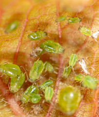 Close-up of aphids on a leaf of a tree.