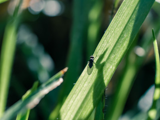 Fototapeta premium Insect on the grass