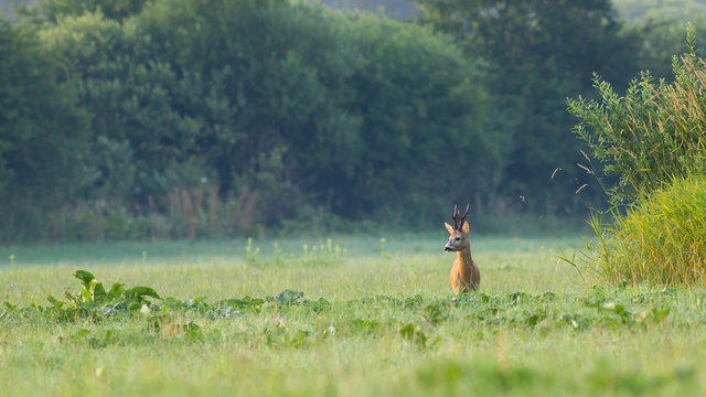 Proud roe deer, capreolus capreolus, buck with big antlers standing on meadow in summer nature with copy space. Majestic territorial male animal in green grass at sunrise.