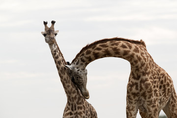Giraffe is the tallest living terrestrial animal
