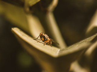 Fly on a leaf