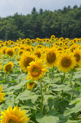 山中湖村のひまわり畑