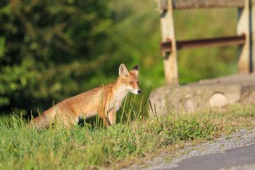 Traffic accidents with animals. A young fox on the road threatens traffic.