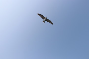 seagull in flight, summer sky