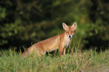 Young red fox (vulpes vulpes) looking for mice on meadow