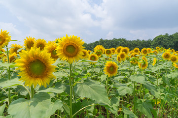 Obraz premium 山中湖村のひまわり畑