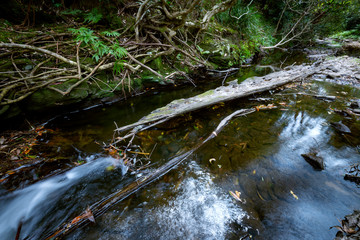 Stream in outdoor forest