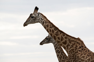 Giraffe is the tallest living terrestrial animal