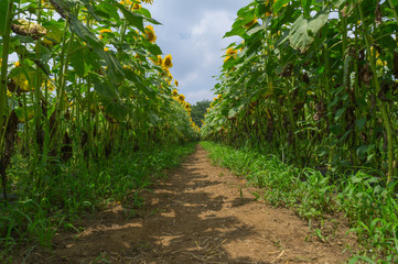 山中湖村のひまわり畑