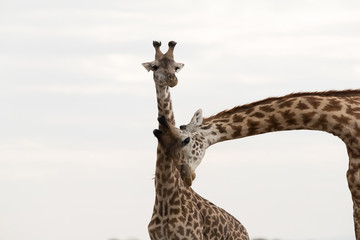 Giraffe is the tallest living terrestrial animal