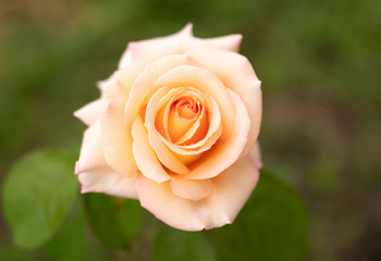 Beautiful rose flower in the park.