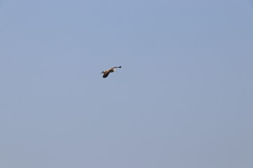 seagull in flight, summer sky