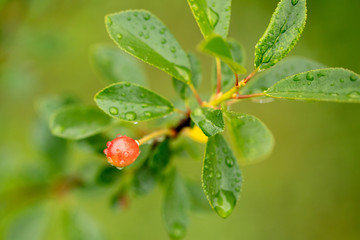 Red cherry on tree branches in summer.