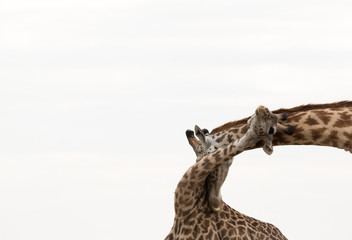 Giraffe is the tallest living terrestrial animal
