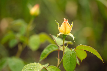 Closed rose flower in the park.
