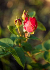 Beautiful rose flower in the park.
