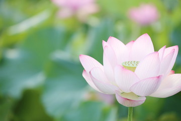 Fototapeta premium 睡蓮の花