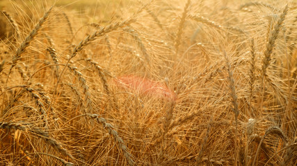 Wheat field. Ears of golden wheat closeup. Beautiful Nature Sunset Landscape. Rural Scenery under Shining Sunlight.  Rich harvest Concept.