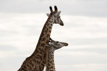 Giraffe is the tallest living terrestrial animal