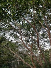 Big old malabar tree, Thailand. 