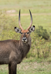 A waterbuck is a large antelope