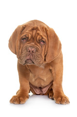 puppy Dogue de Bordeaux