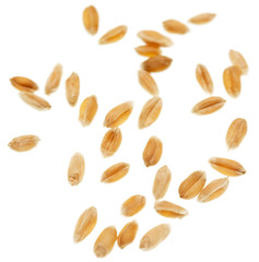 Wheat grain on white