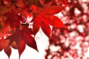 見頃を迎えたモミジ