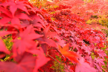 見頃を迎えたモミジ