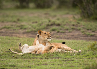 Lioness with her cub, Masai Mara, Kenya