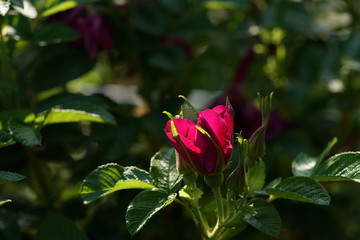 Pink Flower of Rose 'Hansa' in Full Bloom
