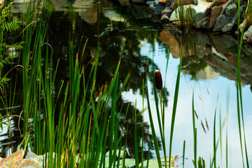 High grass against the pond with a reflection of the sky.