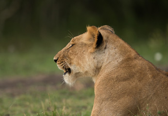Closeup of Lioness, Masai Mara, Kenya