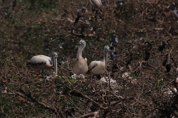 Pelicans