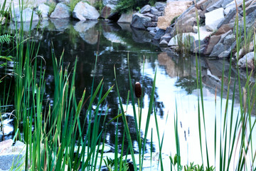 High grass against the pond with a reflection of the sky.