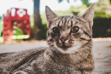 Domestic cat - close-up photograph