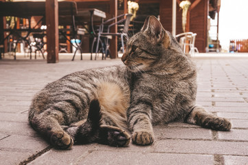 Domestic cat - horizontal photograph