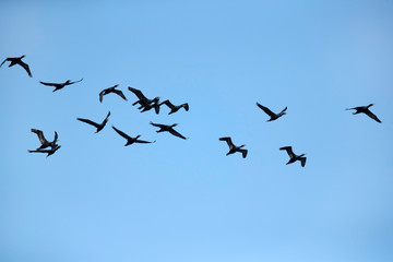 Socotra cormorant in flight, Bahrain