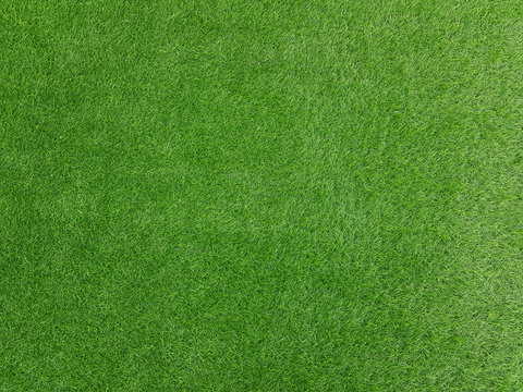 Green grass background texture, top view