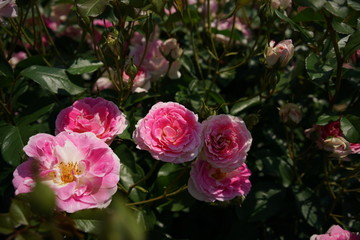 Pink and White Flower of Rose 'Harunomai' in Full Bloom
