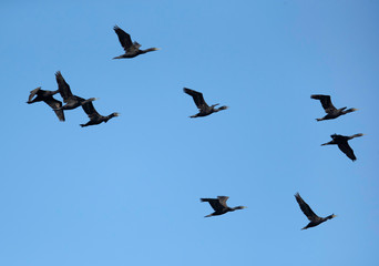 Socotra cormorant in flight, Bahrain